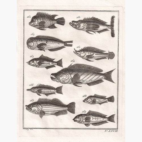 Fish by J.von Schley c.1740 Prints KittyPrint 1700s Fish