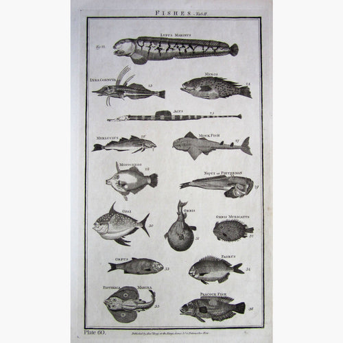 Fishes Plate 60. 1790 Prints