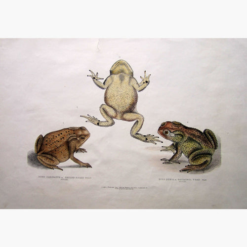 Antique Print Toad Bufo Carinatus,1829 Prints