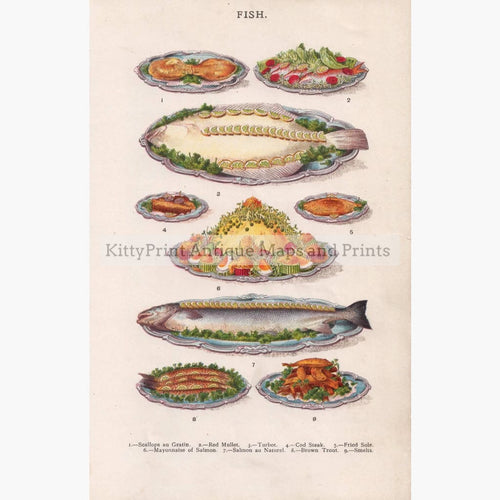 Antique Print Fish 1907 Prints