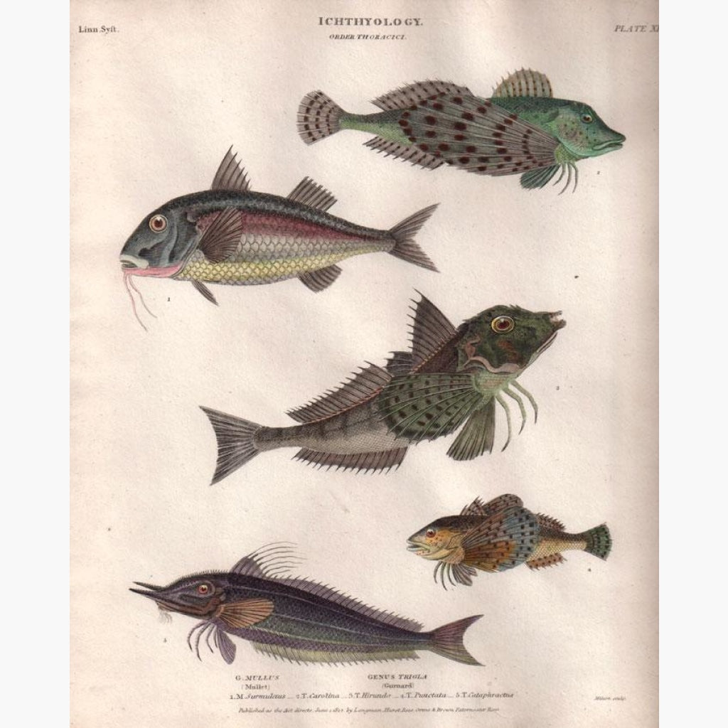 Fish,thoracici 1812 Prints