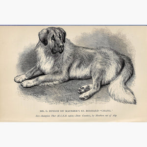 Antique Print St.Bernard Dog 1887 Prints