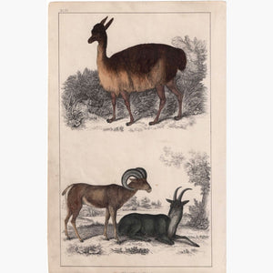 Antique Print Vicugna Of Peru Argali 1855 Prints