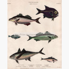 Set Of 2: Fish Ichthyology 1812. Mackerel Order Thoracici Prints