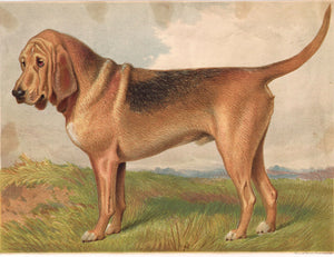 Bloodhound  1881