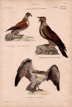 Eagle, Falcon, Vulture, c.1860