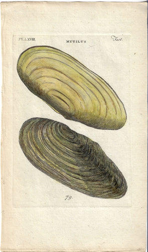 Myletus, 1777