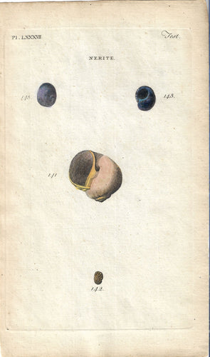 Nerite, 1777