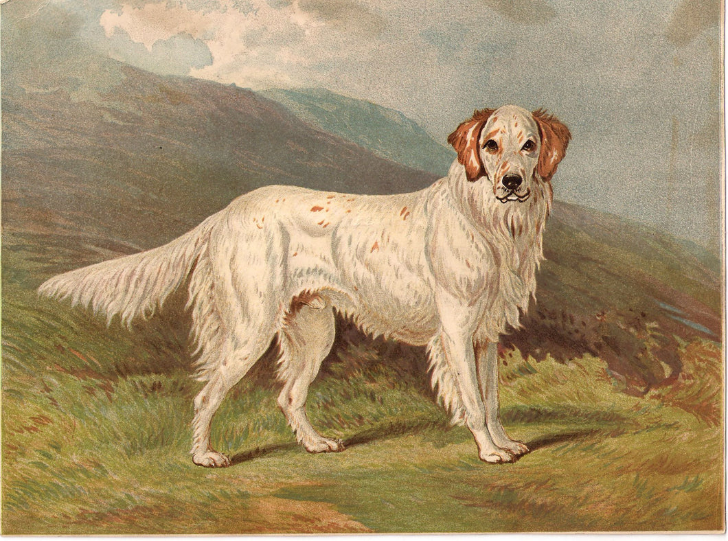 English Setter Ranger III, 1881