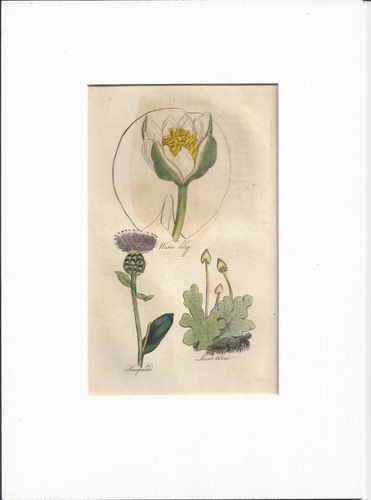 Water Lily, Knapweed, Liver Wort, 1817