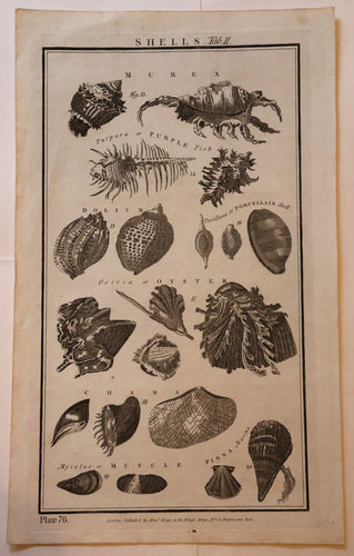 Shells. TabL II, 1790