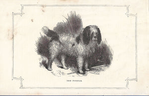 Poodle, 1855