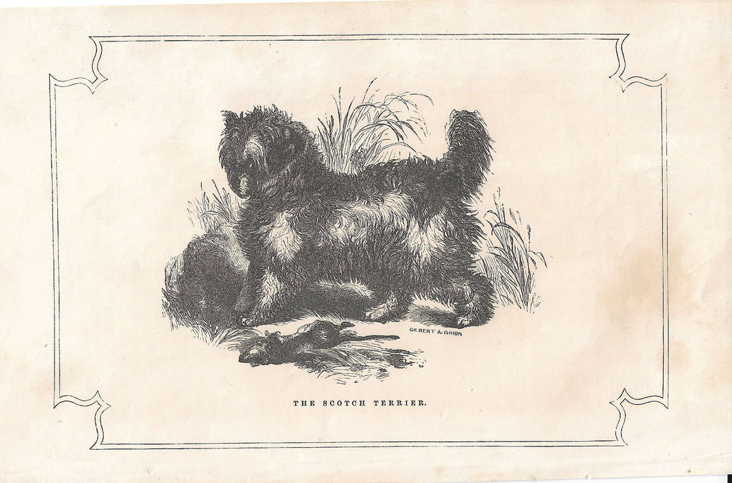 The Scotch Terrier, 1855