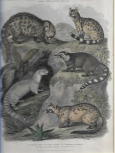 Antique Print, Quadrupeds, Genus Vivera, 1810