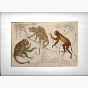 Antique Print 3 Monkeys 1855 Prints
