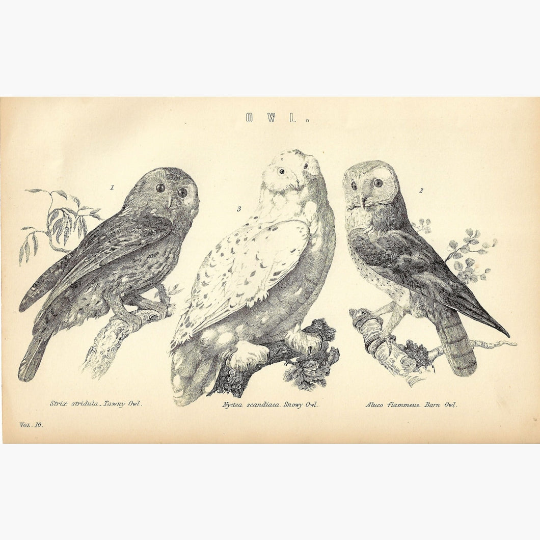 Antique Print 3 Owls 1881 Prints