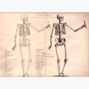 Antique Print Anatomy. Front View of the Male Skeleton c.1880 Prints