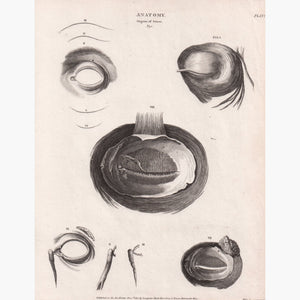 Anatomy Organs Of Sense Eye 1810 Prints