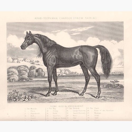 Arab Toorkman Charger from Syria 1880 Prints KittyPrint 1800s Horses