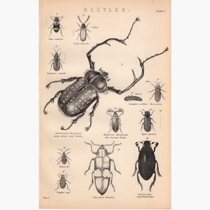 Beetles 1881 Prints