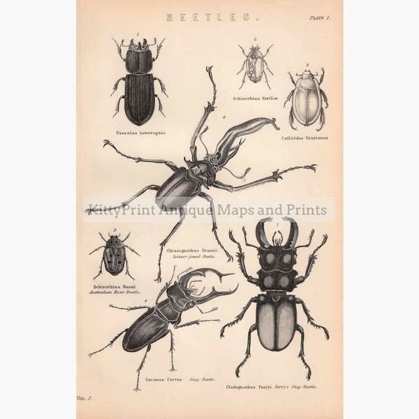 Antique Print Beetles Stag-Beetle 1881 Prints