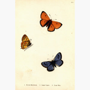 Antique Print Butterfies 1854 Prints