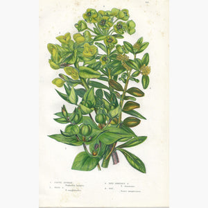 Antique Print Caper Spurge Euphorbia 1860 Prints