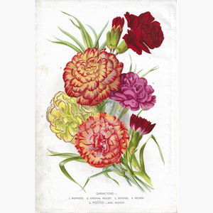 Antique Print Carnations 1875 Prints
