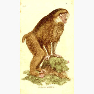 Common Baboon c.1790 Prints KittyPrint 1700s Monkeys & Primates