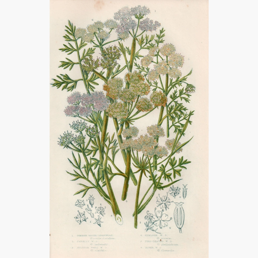 Common Water Dropwort Hemlock C. 1860 Prints