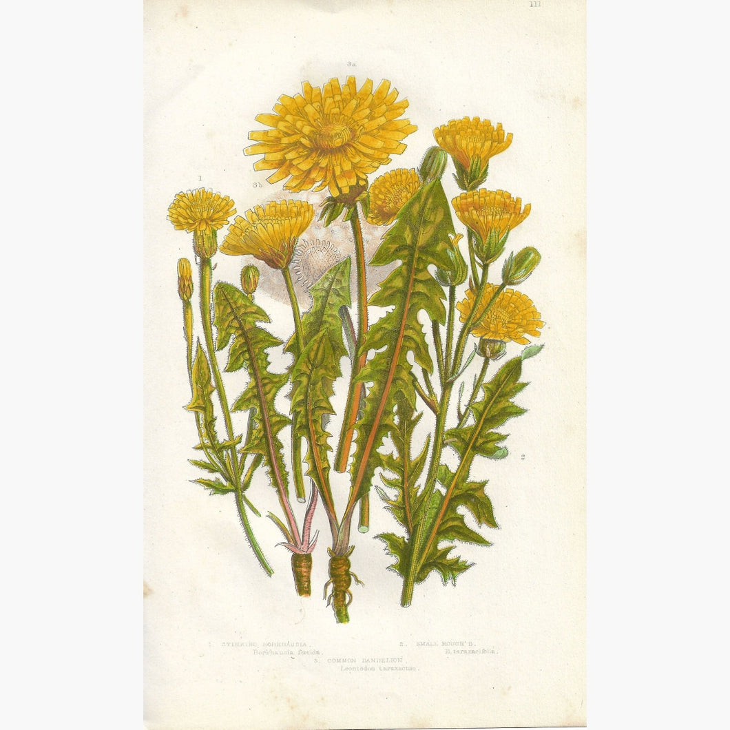 Antique Print Dandelion 1860