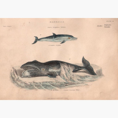 Dophin,Whale c.1880 Prints KittyPrint 1800s Fish Monkeys & Primates