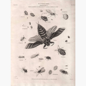 Entomology Hemiptera Aphis 1818 Prints