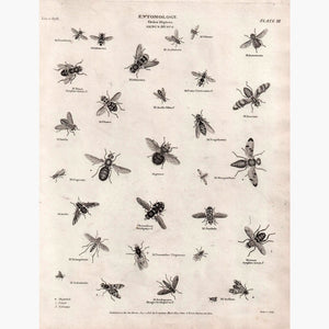 Entomology Musca 1818 Prints