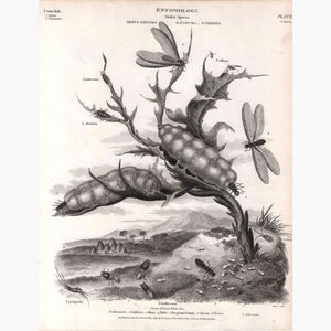 Entomology Order Aptera 1819 Prints