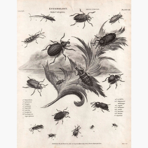 Entomology Order Coleoptera 1815 Prints