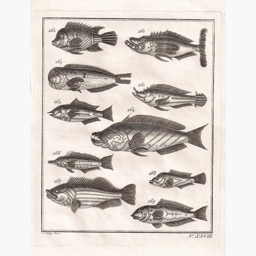 Fish by J.von Schley c.1740 Prints KittyPrint 1700s Fish