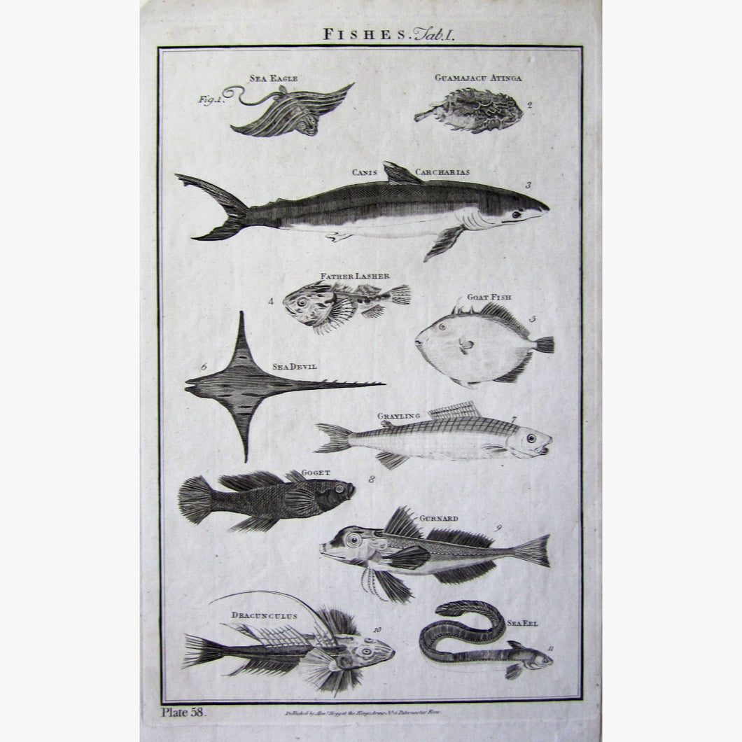 Fishes Plate 58. 1790 Prints