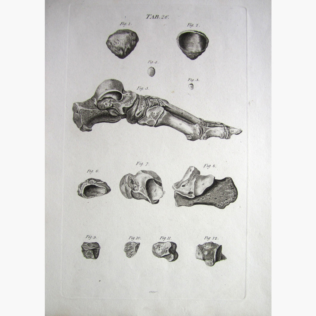 Foot Anatomy C.1800 Prints
