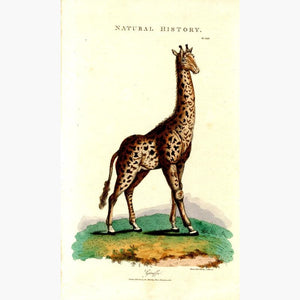 Giraffe 1808 Prints KittyPrint 1800s Monkeys & Primates