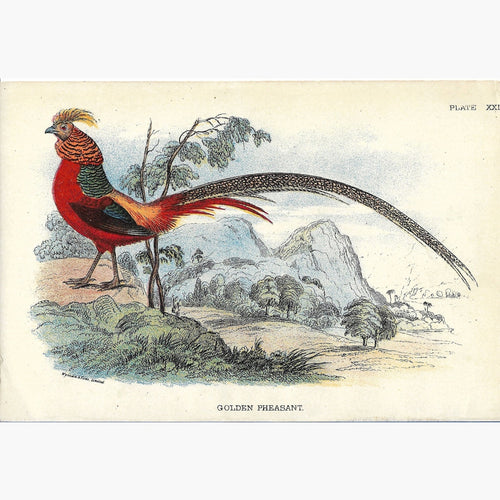 Antique Print Golden Pheasant 1895 Prints