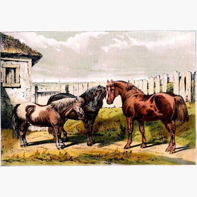 Group of Ponies c.1880 Prints KittyPrint 1800s Horses