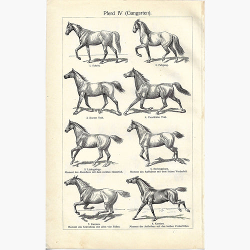 Antique Print Horse Gaits 1907 Prints