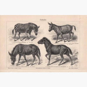 Horse-Like Animals Einhufer. 1906 Prints