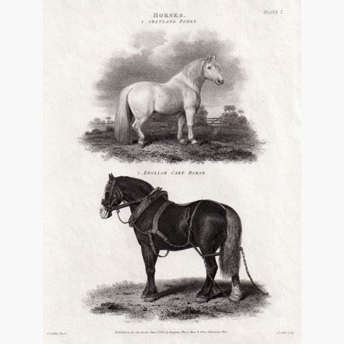 Horses. Shetland Pony English Cart Horse 1805 Prints