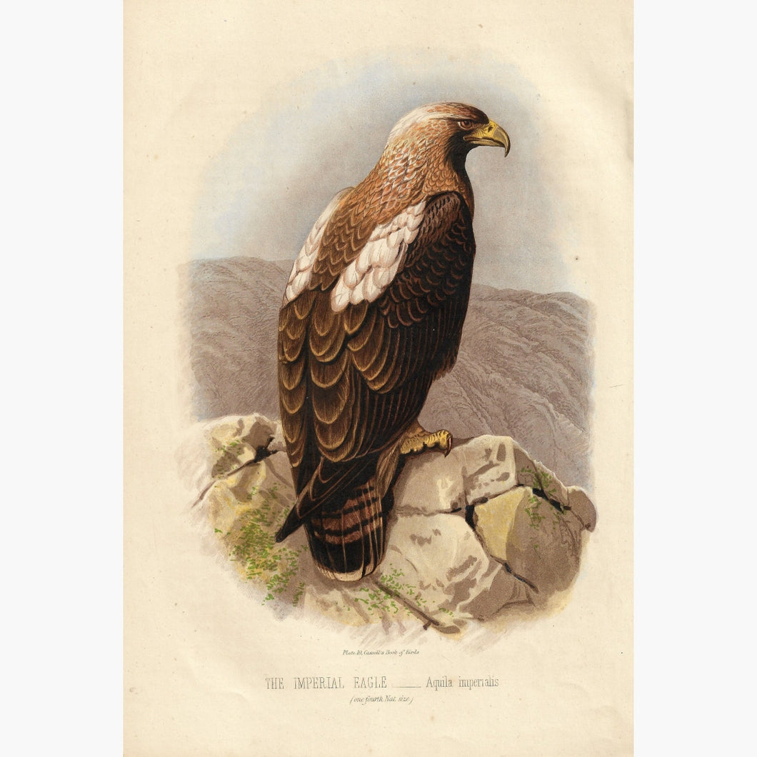 Antique Print Imperial Eagle 1870 Prints