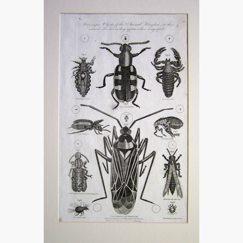 Insects And Bugs 1795 Prints