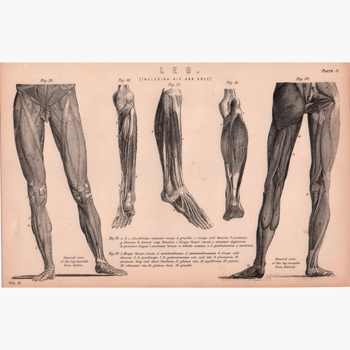Leg 1881 Prints