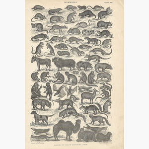 Antique Print Mammalia 1860 Prints
