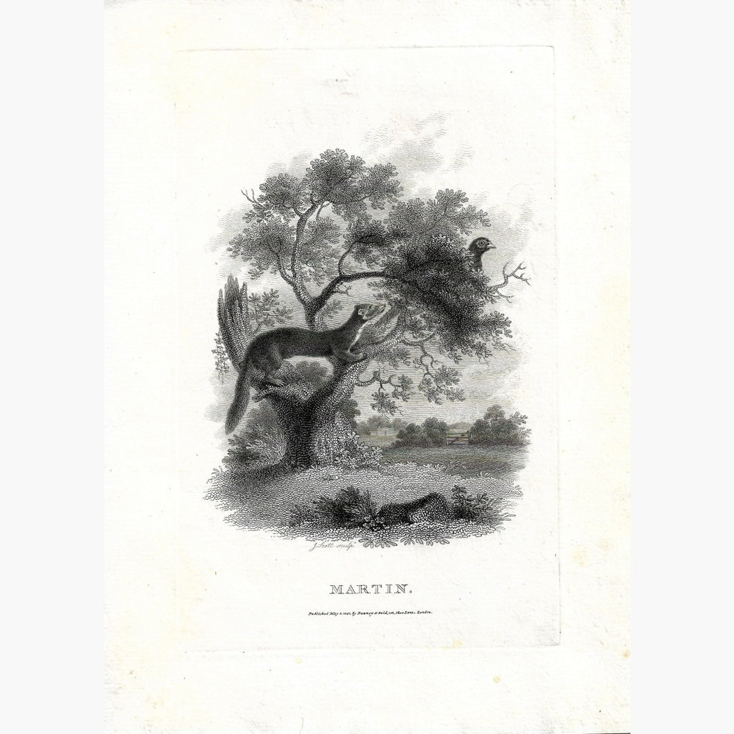 Antique Print Martin 1801 Prints